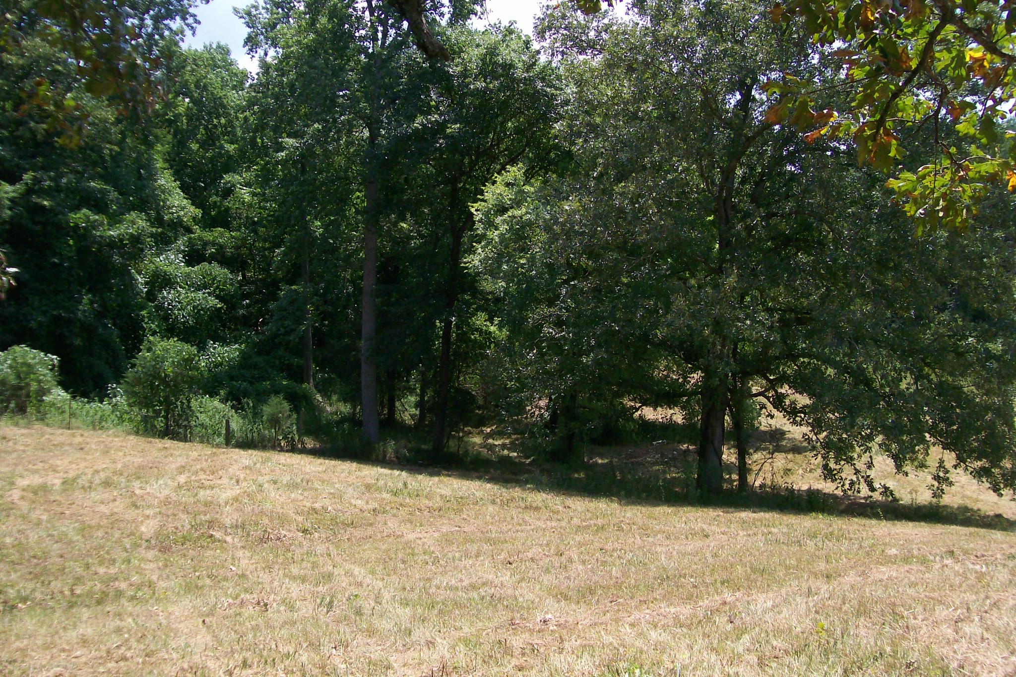 0 Sparkman Town Road Rock Island, TN 38581 - Photo 8 of 13 a view of a yard with a tree
