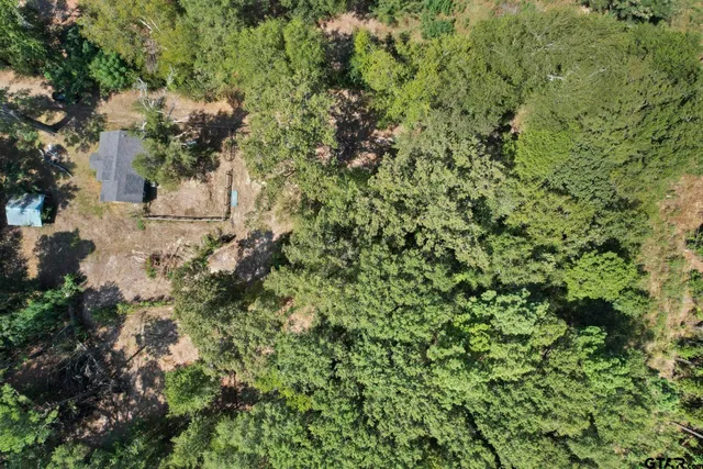 a view of a forest with a tree