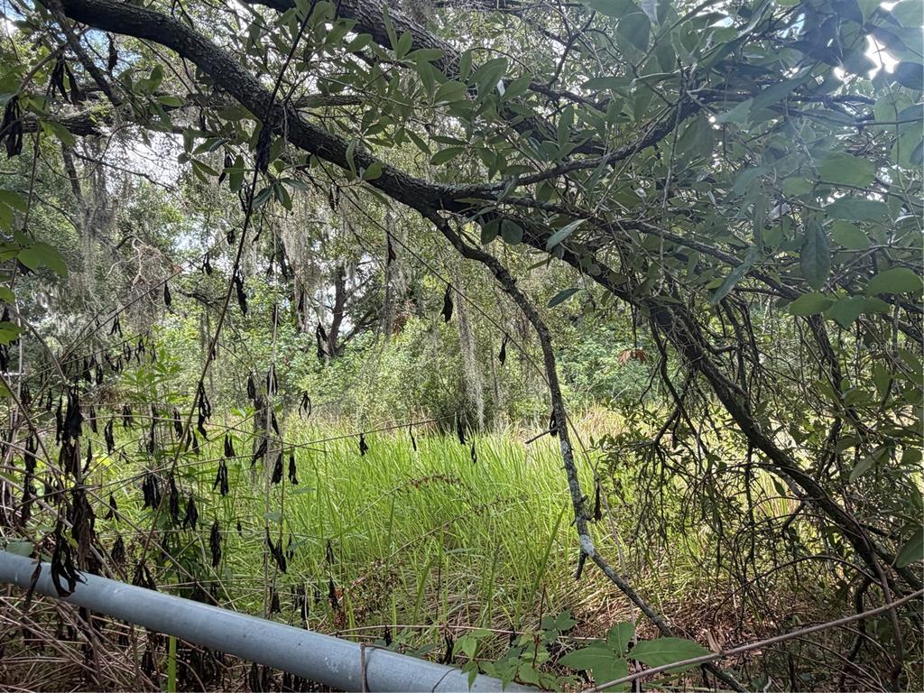 4447 Edwards Road Plant City, FL 33567 - Photo 3 of 5