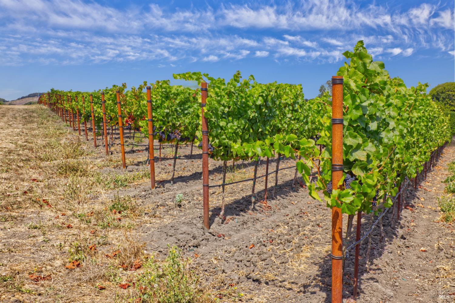 1450 Stage Gulch Road Petaluma, CA 94954 - Photo 17 of 32