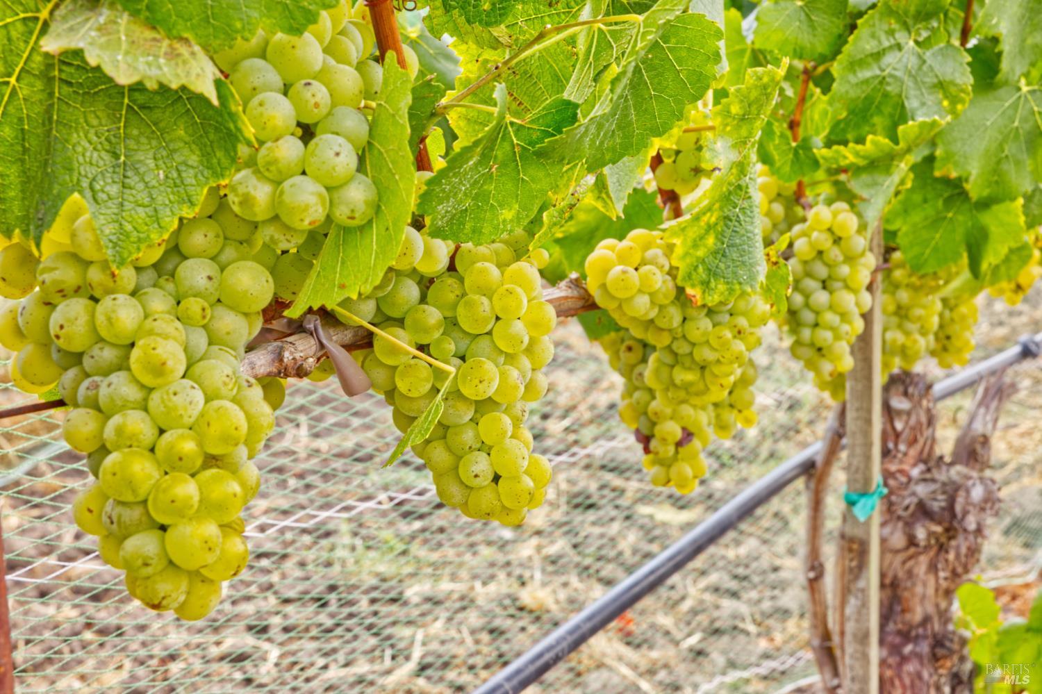 1450 Stage Gulch Road Petaluma, CA 94954 - Photo 20 of 32