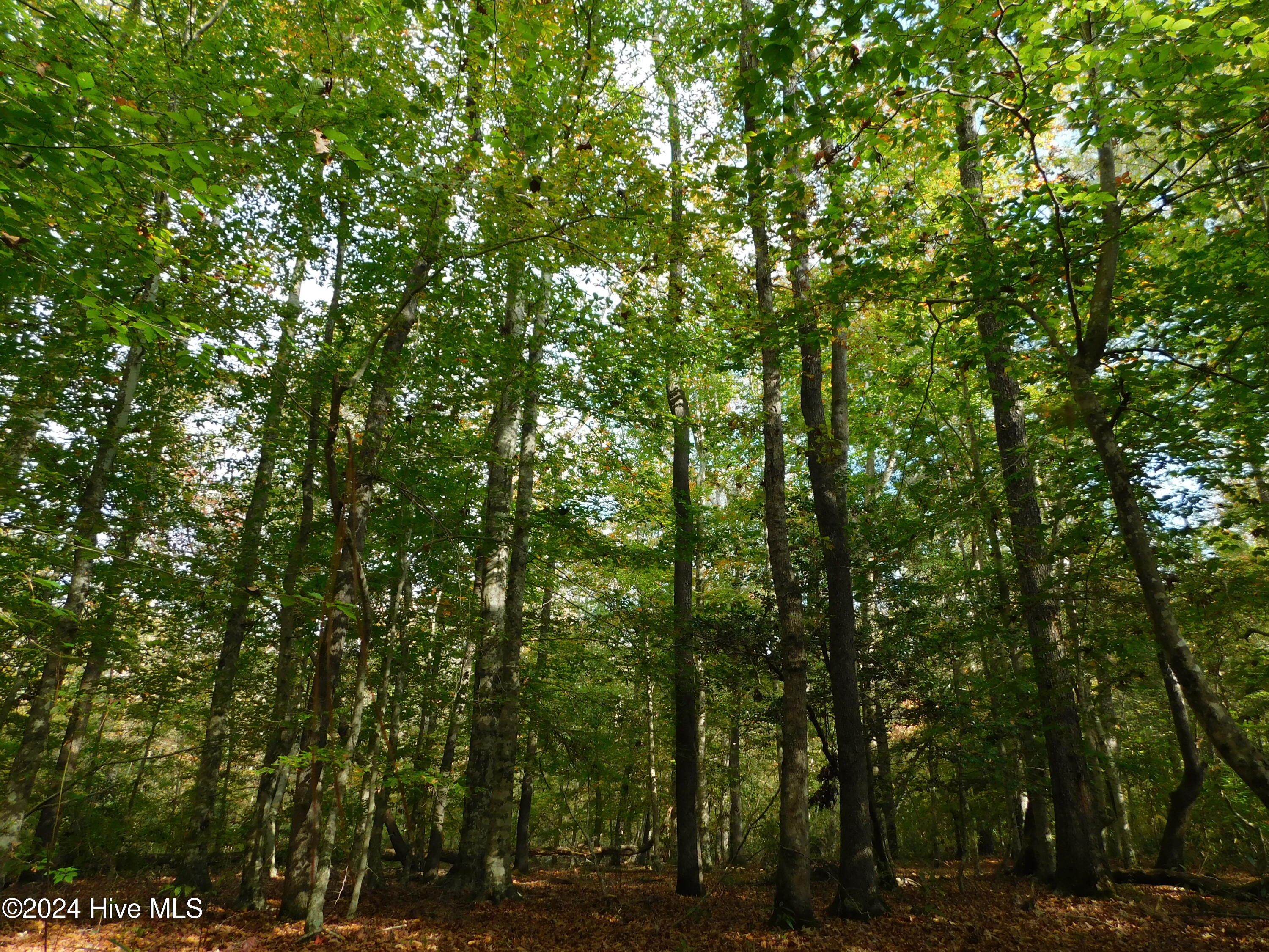 0 Garrington Island Road Shawboro, NC 27973 - Photo 5 of 10 DSCN3590