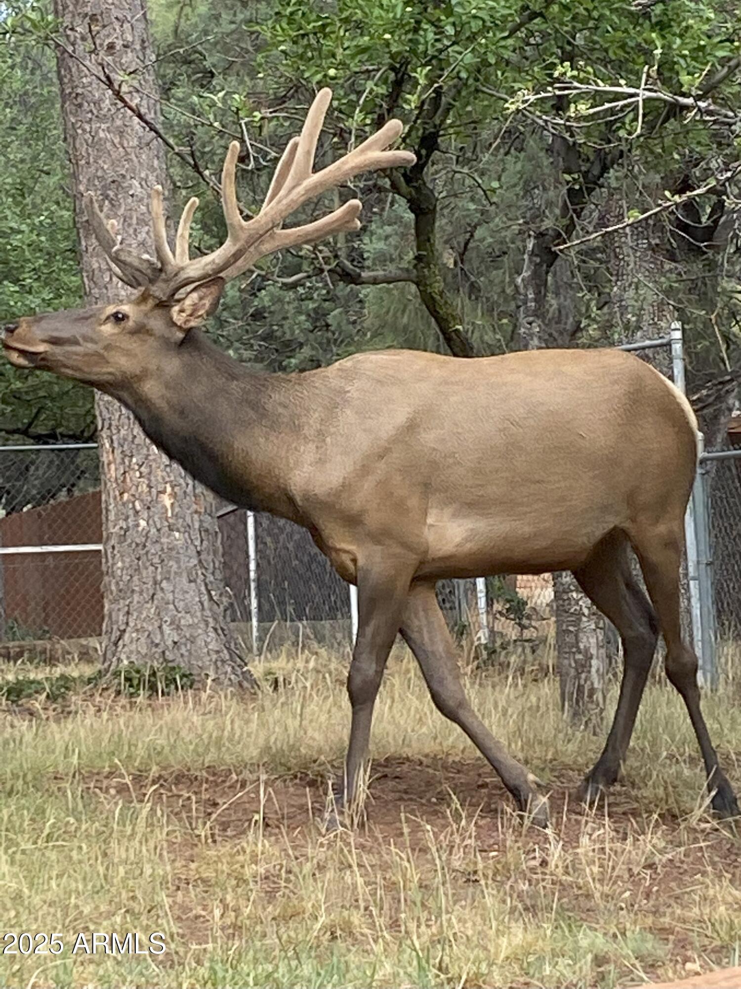 3868 Bloody Basin Road Pine, AZ 85544 - Photo 17 of 17 a view of a couches in the patio