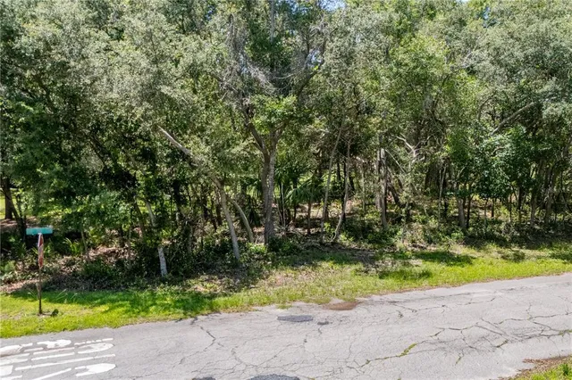 a view of backyard with plants and large trees