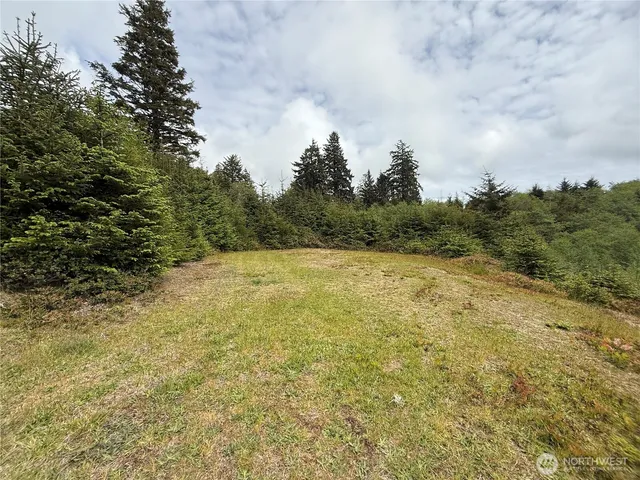 a view of a yard with plants and large trees
