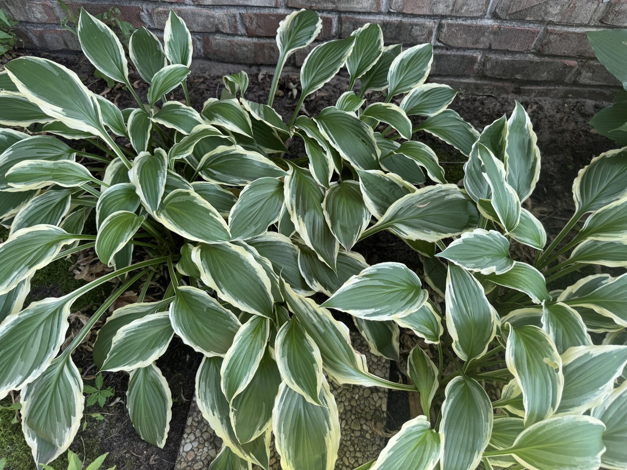641 D Begonia Street Southeast De Motte, IN 46310 - Photo 7 of 39 a close up of a plant with a plant