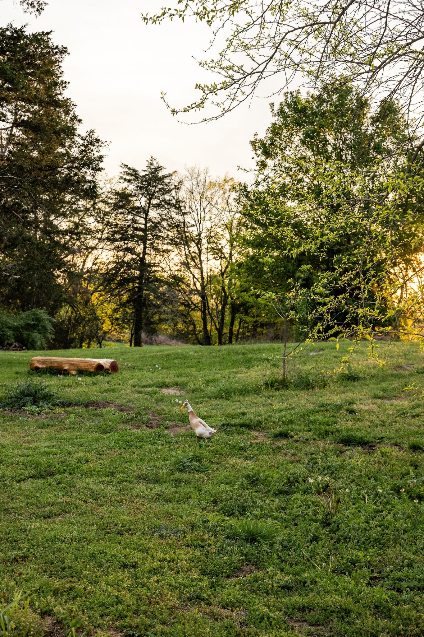 95 Old 25 Loop Hartsville, TN 37074 - Photo 78 of 99 a view of a field with trees