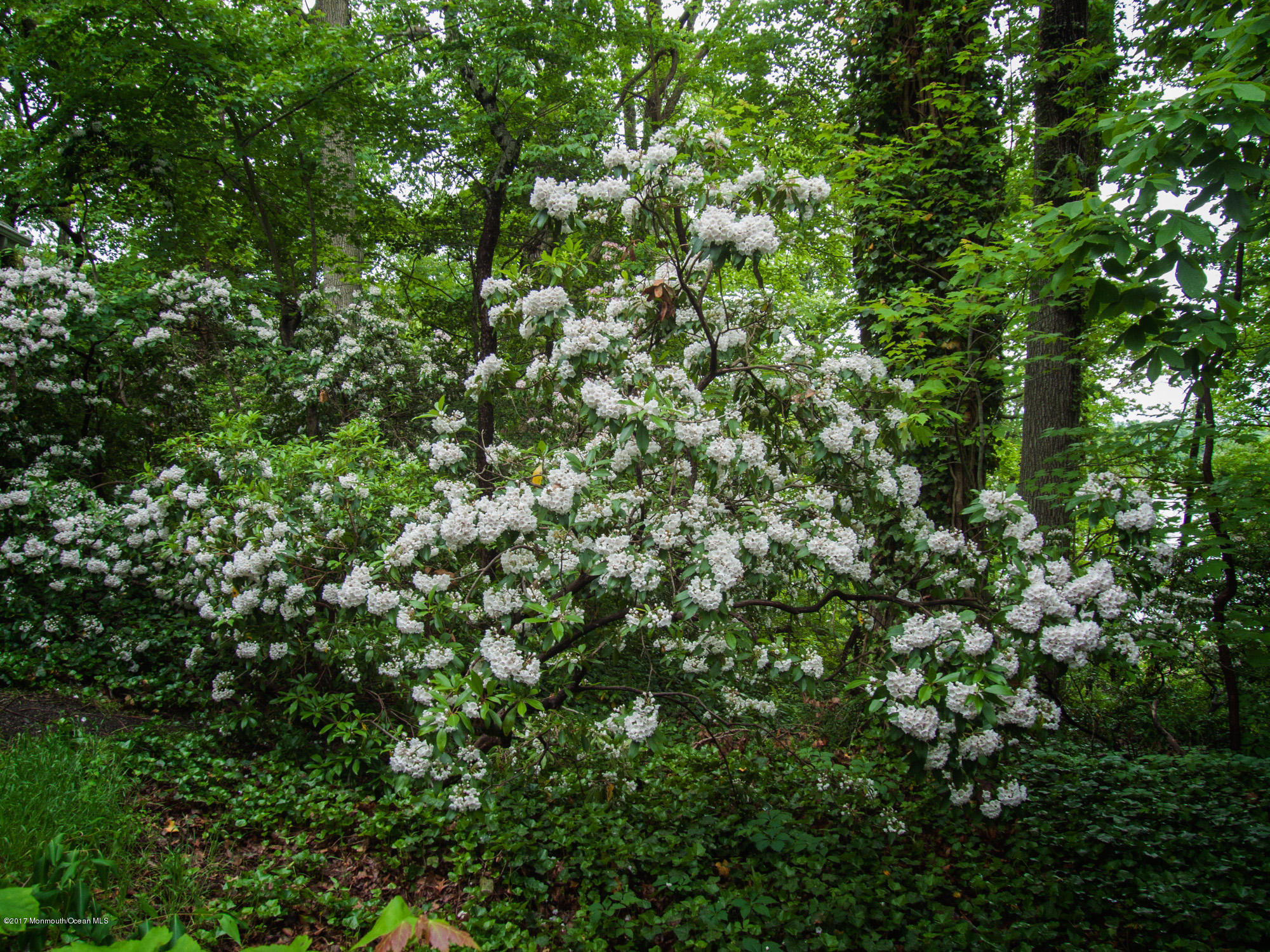 626 South Riverside Drive Neptune Township, NJ 07753 - Photo 32 of 32 a view of a lush green forest