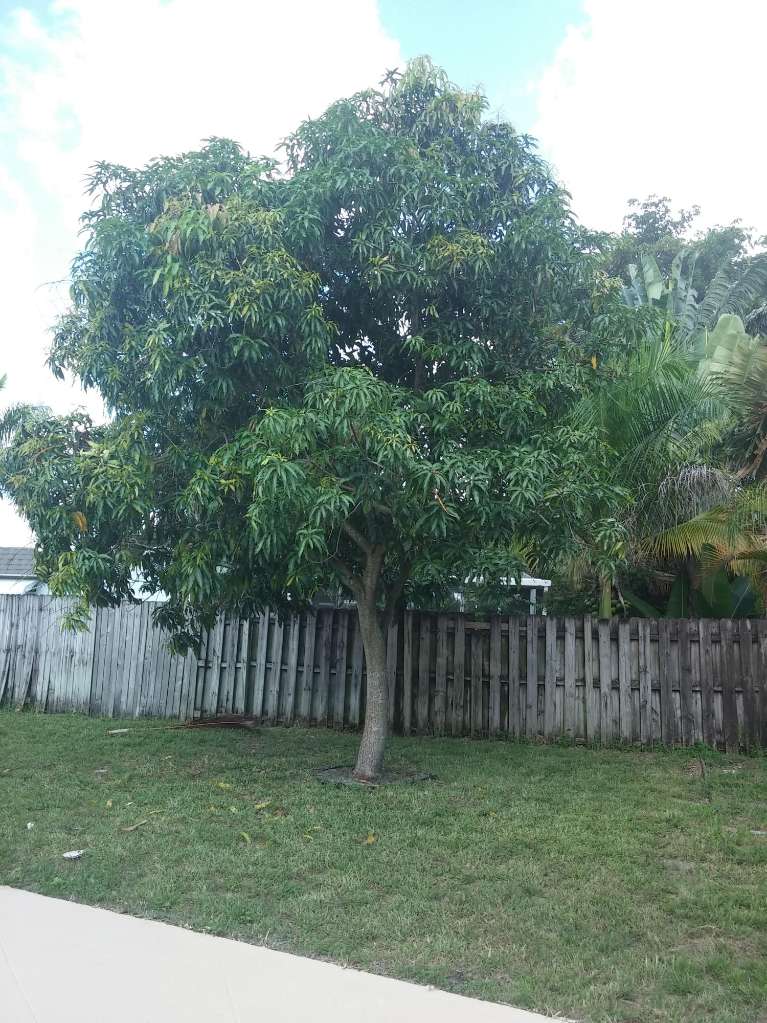 29 Tam O Shanter Lane Boca Raton, FL 33431 - Photo 17 of 18 a view of a backyard with wooden fence