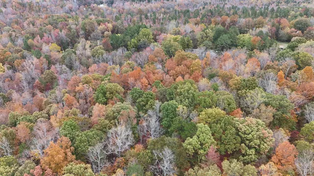 a view of a forest with houses