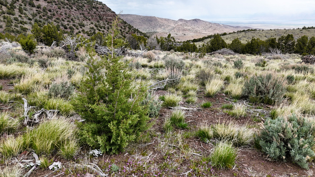 123 West Tbd Willow Spring Road Eureka, UT 84628 - Photo 41 of 60 Expansive undeveloped land featuring diverse natural vegetation, including various grasses, shrubs, and trees