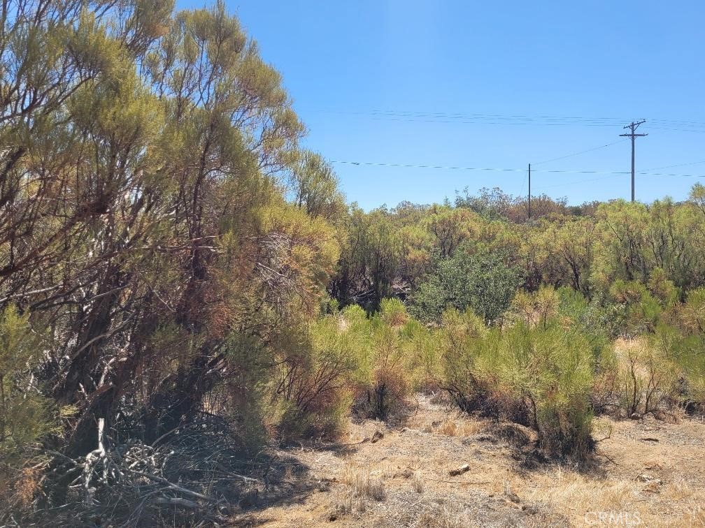 0 Terwilliger Road Anza, CA 92539 - Photo 7 of 23 a view of a yard with trees