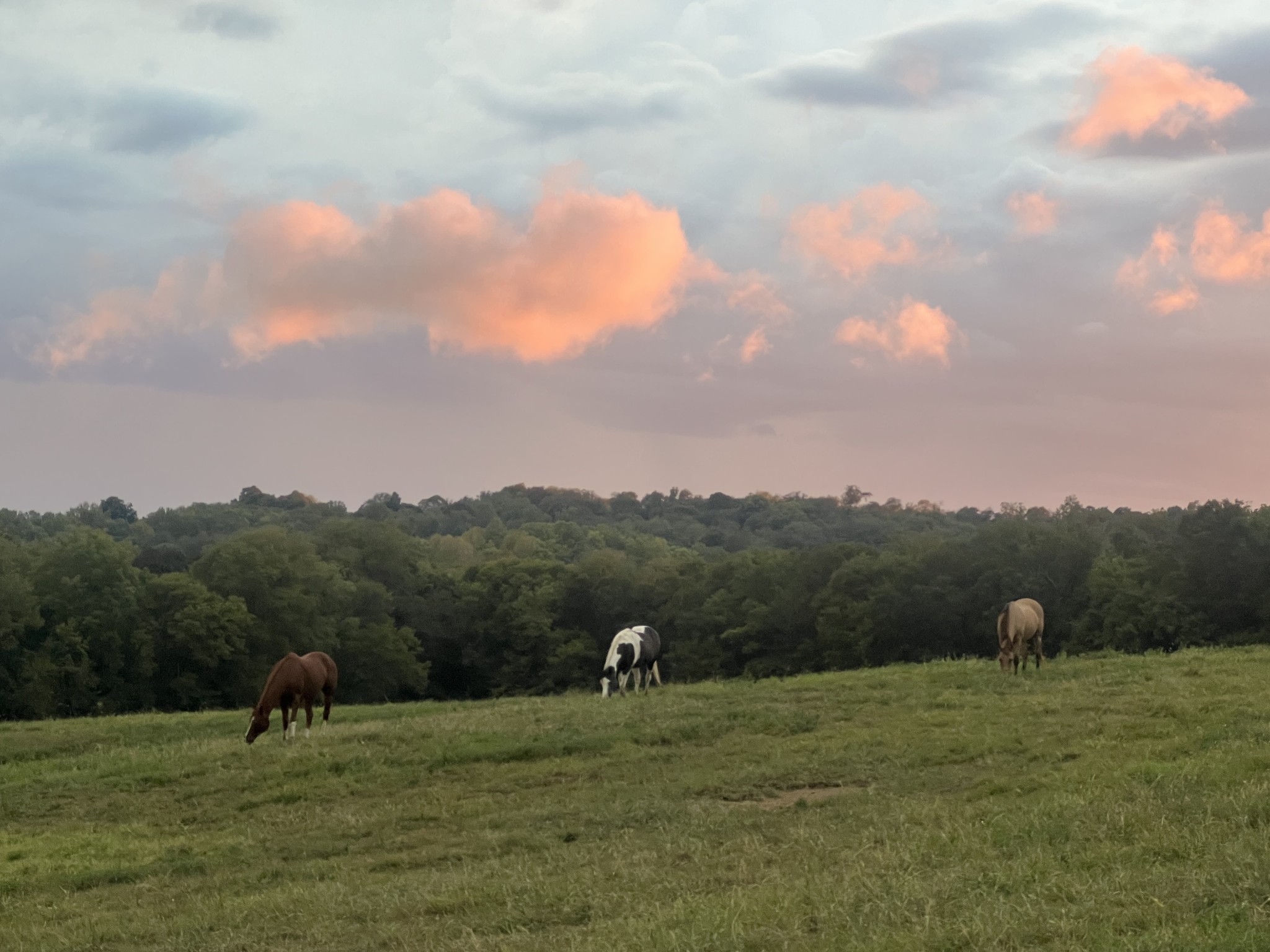 2202 Darks Mill Road Columbia, TN 38401 - Photo 86 of 100