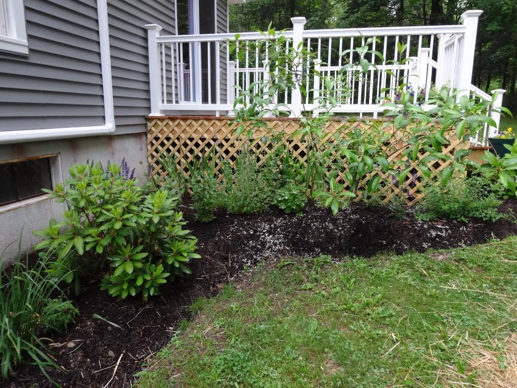 687 Stream Road Winterport, ME 04496 - Photo 30 of 35 Many different varieties of shrubs...