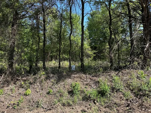a view of a forest with trees