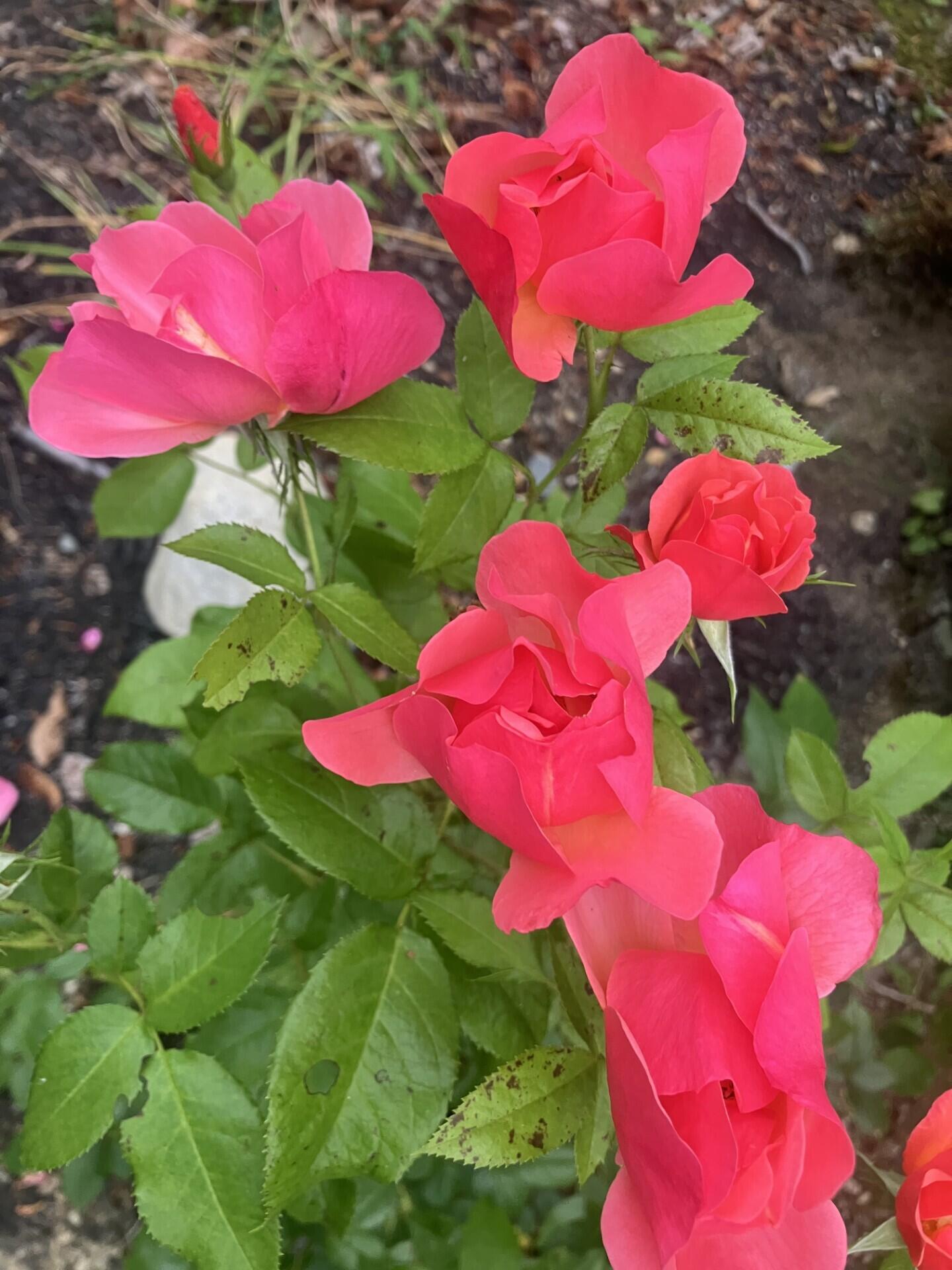 41 Rowe Brook Road Dedham, ME 04429 - Photo 46 of 52 41 Rowe Brook photo 3