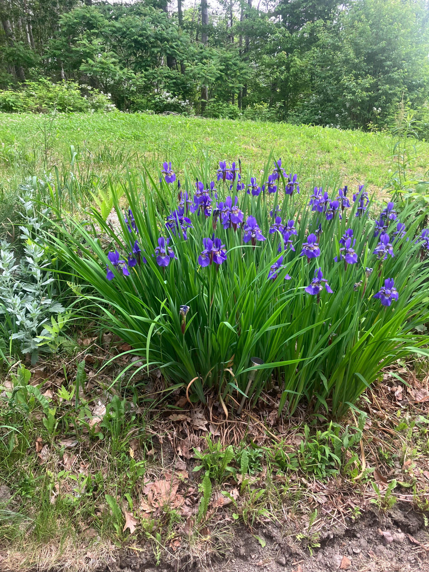 41 Rowe Brook Road Dedham, ME 04429 - Photo 47 of 52 untitled-1-81