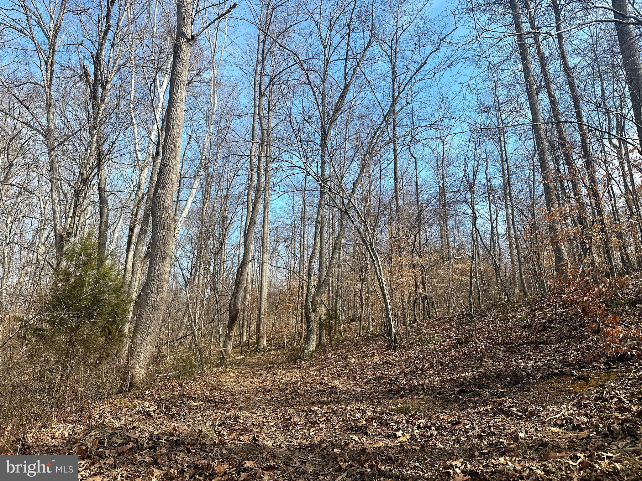 14928 Dovey Road Spotsylvania, VA 22551 - Photo 11 of 17 a backyard of a house with lots of green space