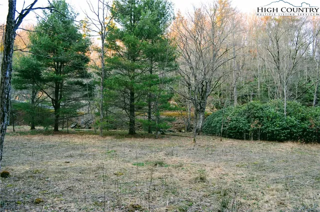 a view of a forest with trees in the background