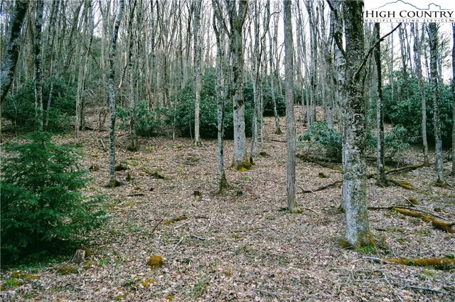 a view of a forest with trees in the background