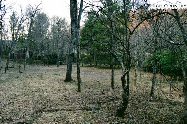 a view of a forest filled with trees