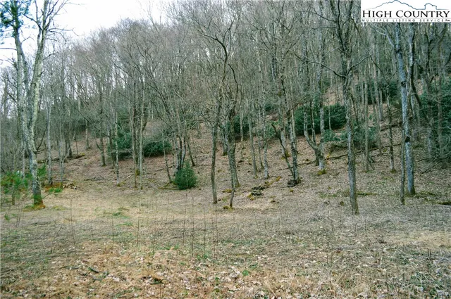 a view of a forest with a trees