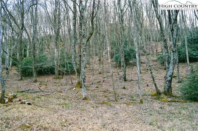 a view of a forest with trees in the background