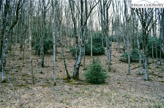 a view of forest