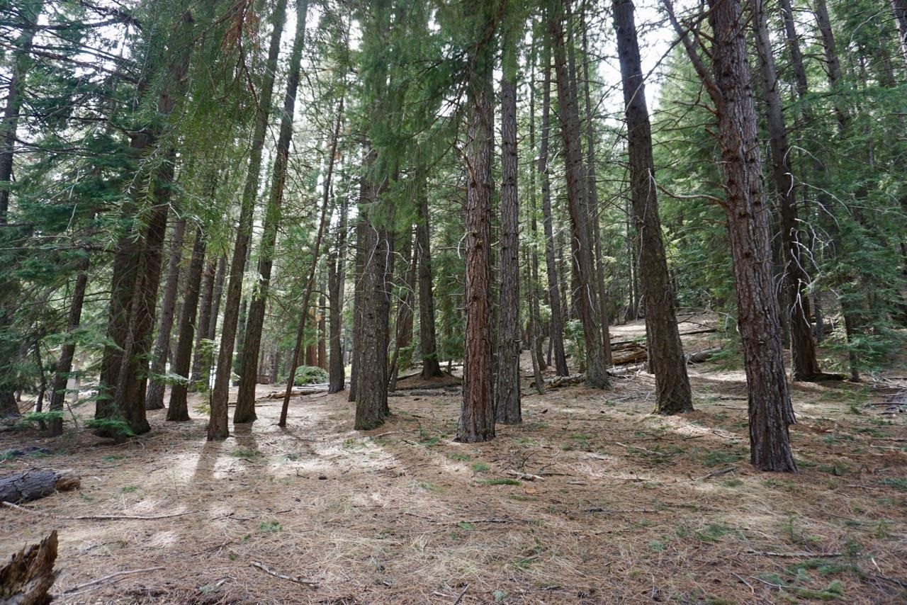 a view of outdoor space with lots of trees