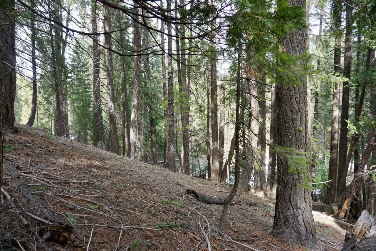 6 Pine Tree Court Blairsden, CA 96103 - Photo 12 of 22 a view of a forest filled with trees