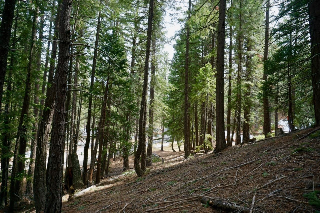 6 Pine Tree Court Blairsden, CA 96103 - Photo 13 of 22 a view of outdoor space and trees