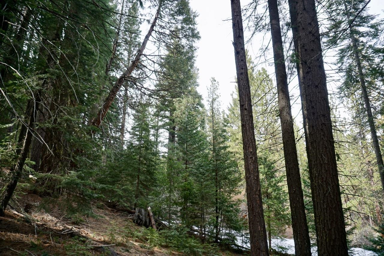 6 Pine Tree Court Blairsden, CA 96103 - Photo 6 of 22 a view of a forest that has large trees