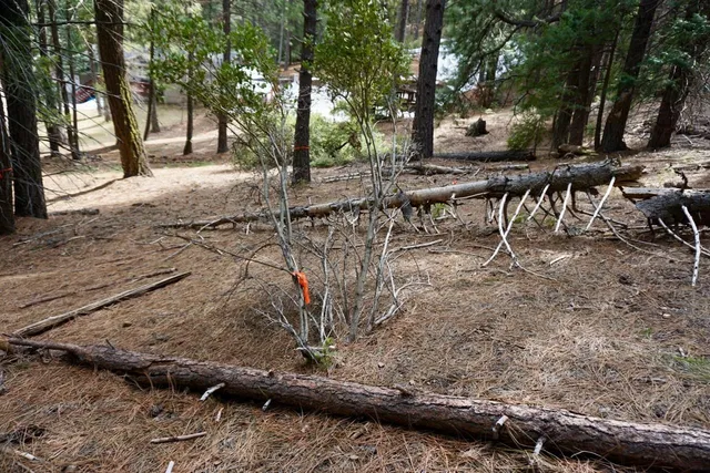 a view of a yard with plants and trees