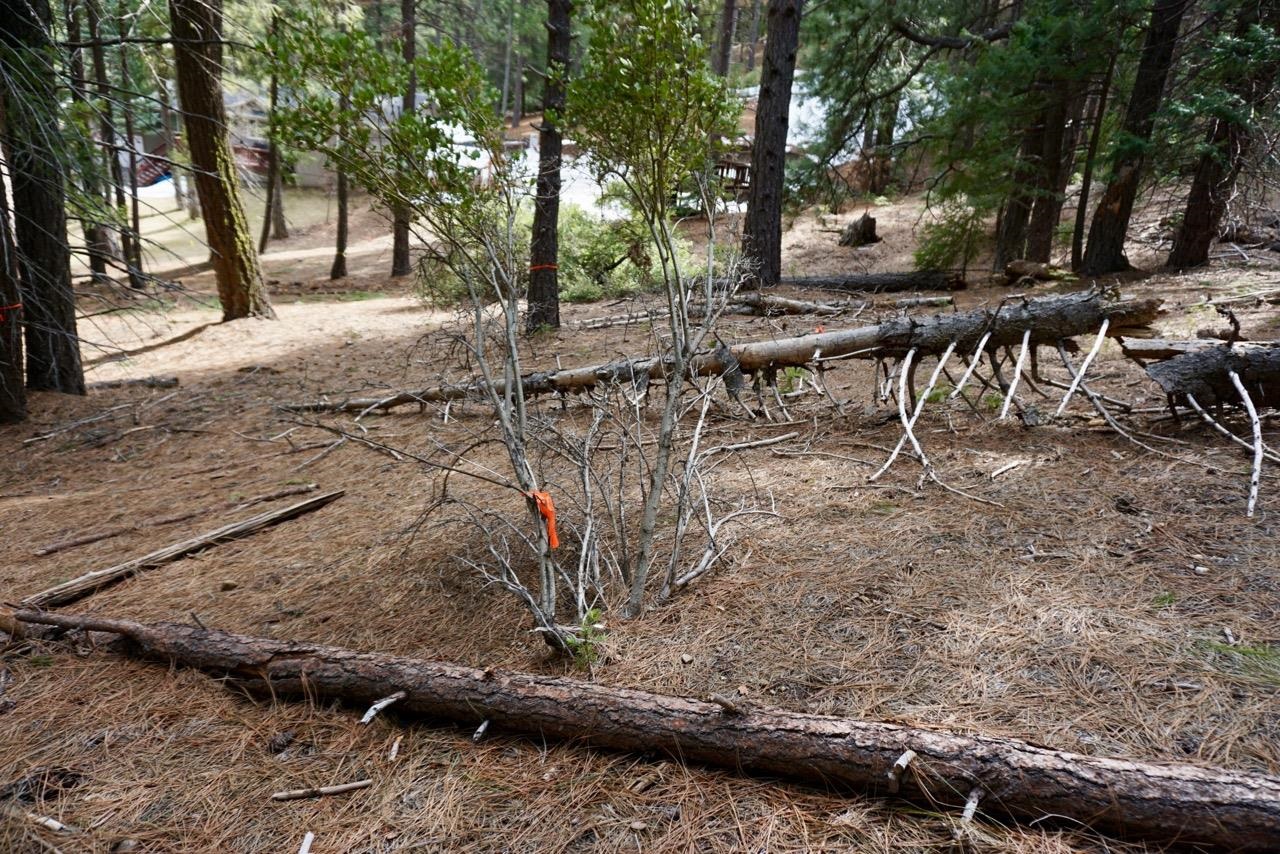 6 Pine Tree Court Blairsden, CA 96103 - Photo 8 of 22 a view of a yard with plants and trees
