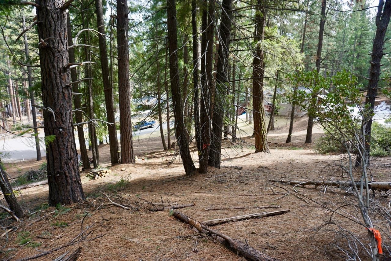 6 Pine Tree Court Blairsden, CA 96103 - Photo 9 of 22 a view of a trees with a trees
