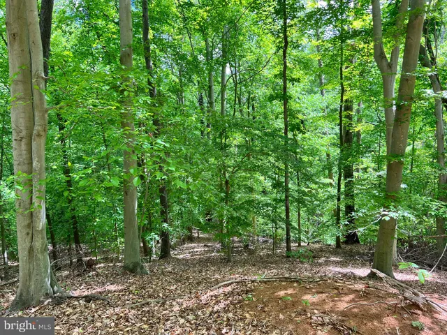 a flag is sitting in the middle of the forest