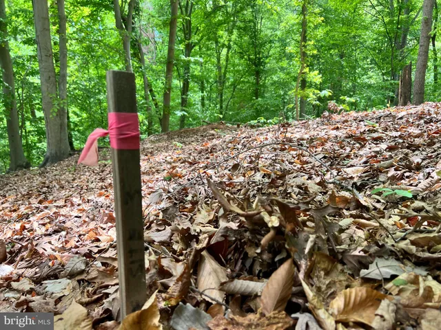 a view of a garden with plants