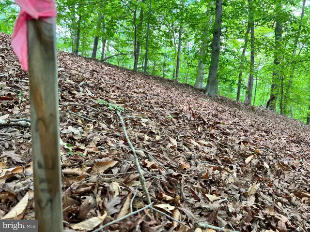 a flag is covered with tall trees