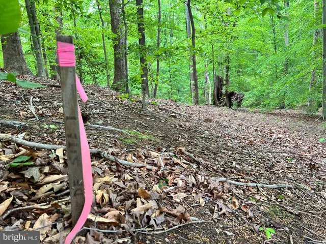 a view of a forest with trees in the background