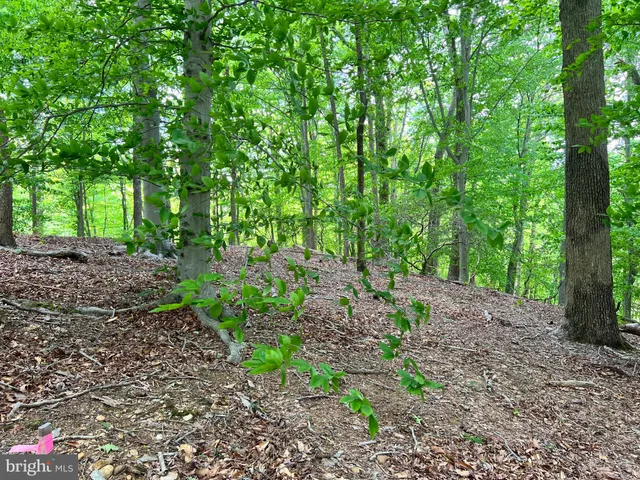 a view of a forest with lots of trees