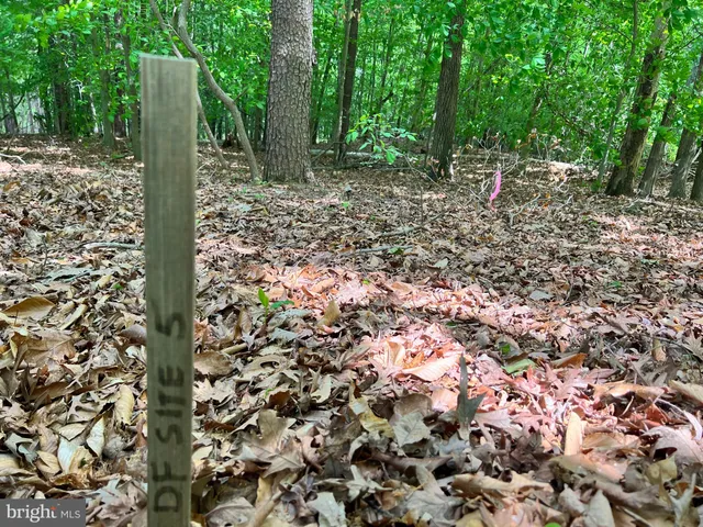 a view of a forest with trees