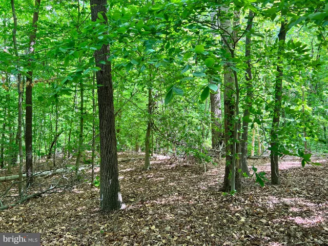 a view of a lush green forest