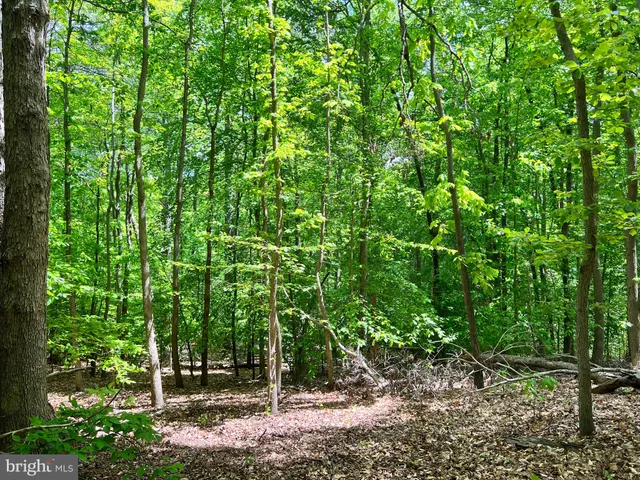 a view of backyard with green space