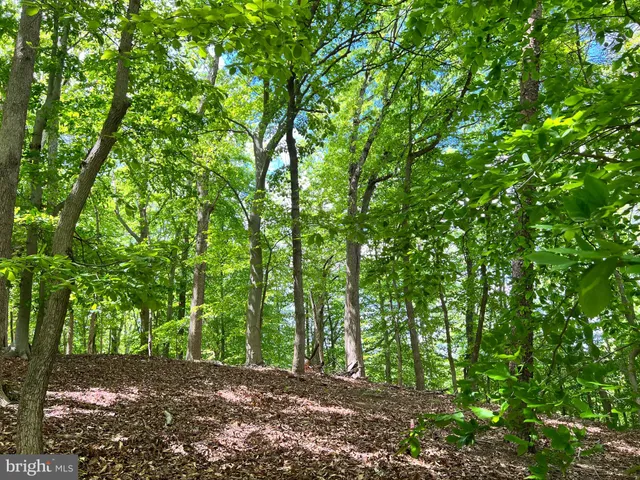 a view of a forest with trees