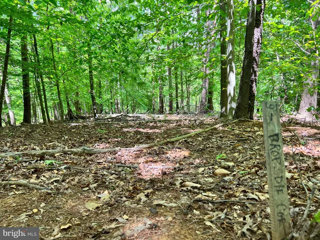 a view of a forest with trees in the background
