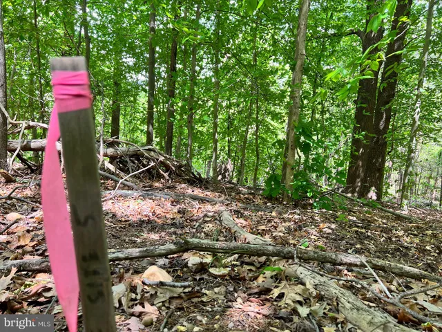 a flag is sitting in the middle of forest