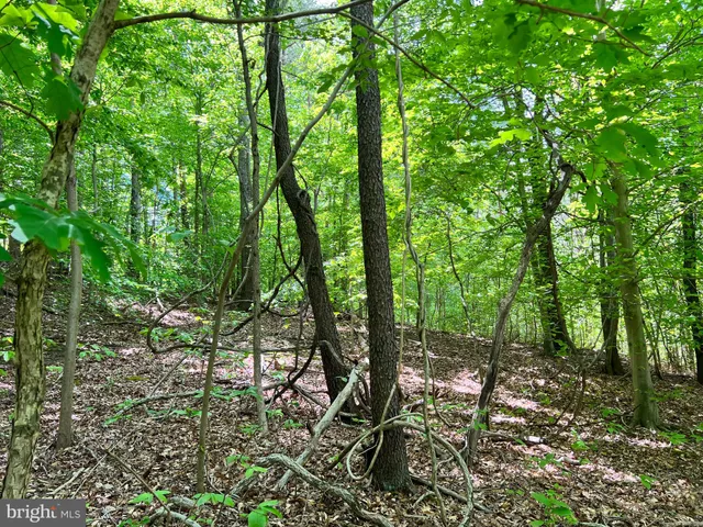 a view of a garden with a flower