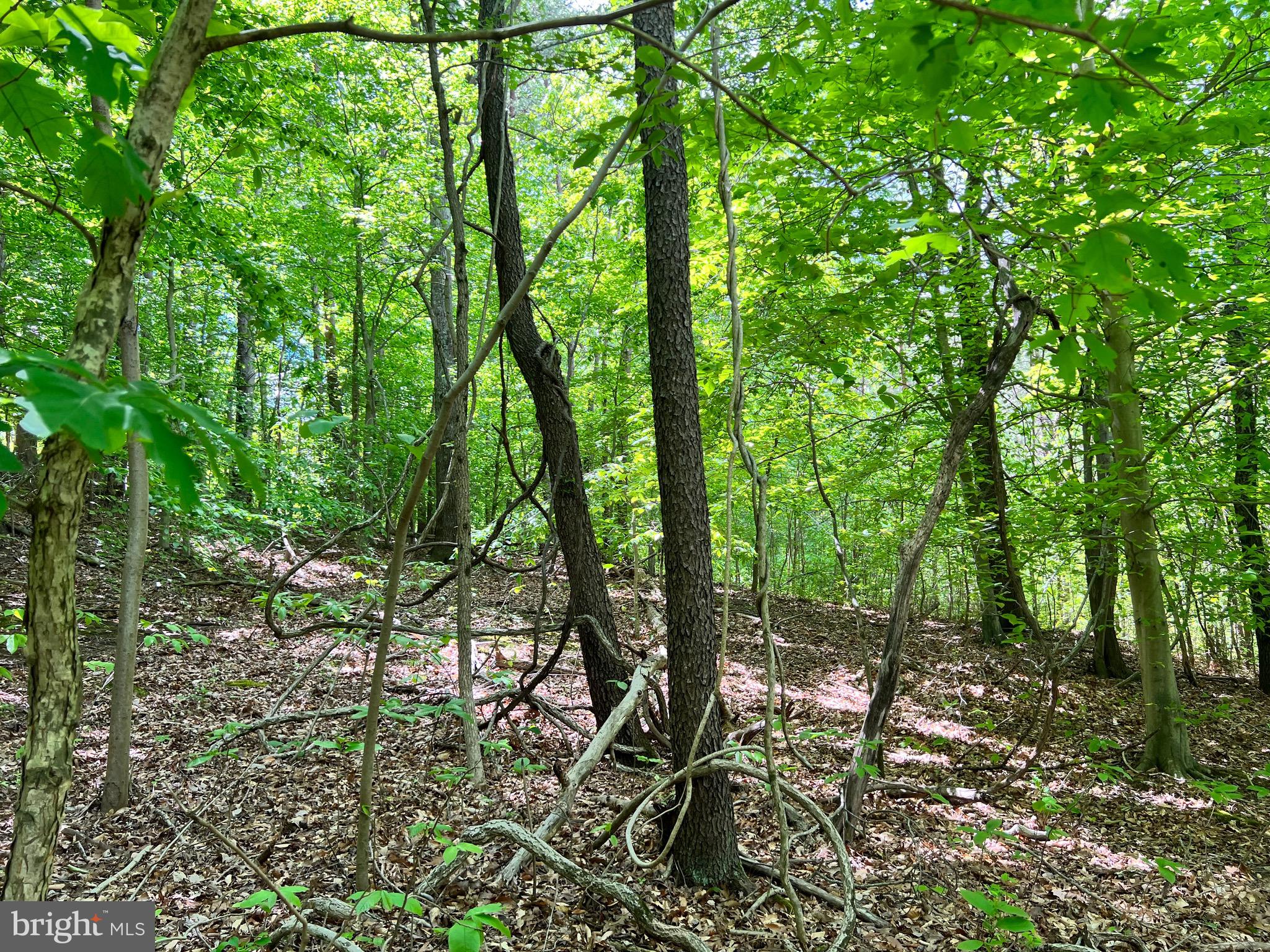 Old Colchester Road Lorton, VA 22079 - Photo 30 of 41