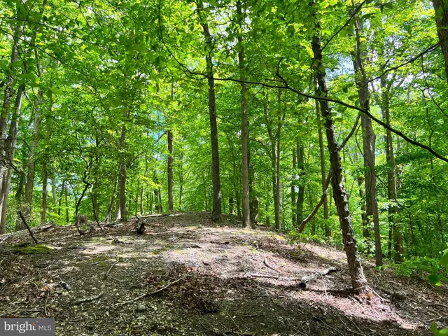 a view of a forest that has large trees