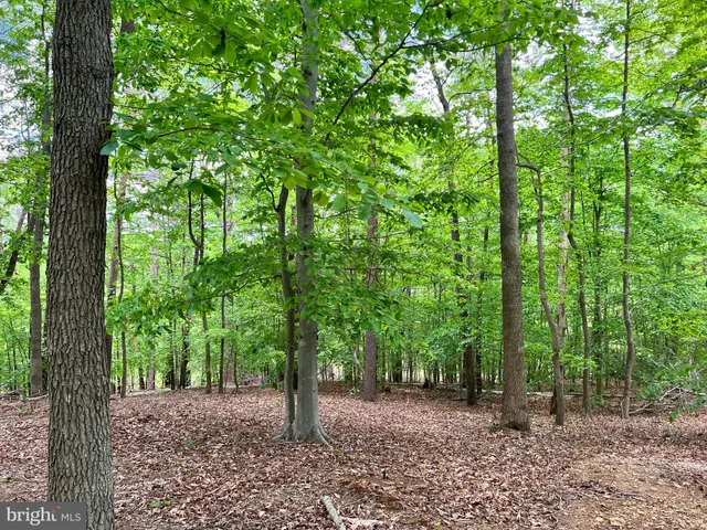 a view of a backyard with large trees